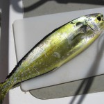 guldmakrill Nu förstår ni varför den heter guldmakrill