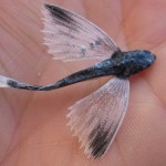 litenflygfisk Denna miniflygfisk ligger nu i sprit från Riksmuseet